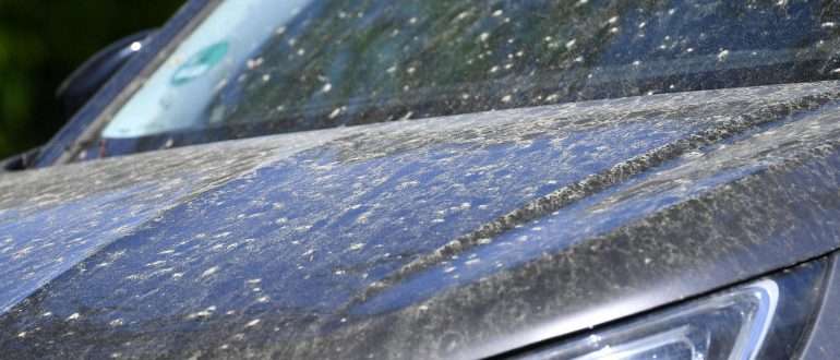 Как безопасно смыть насекомых с автомобильной краски?